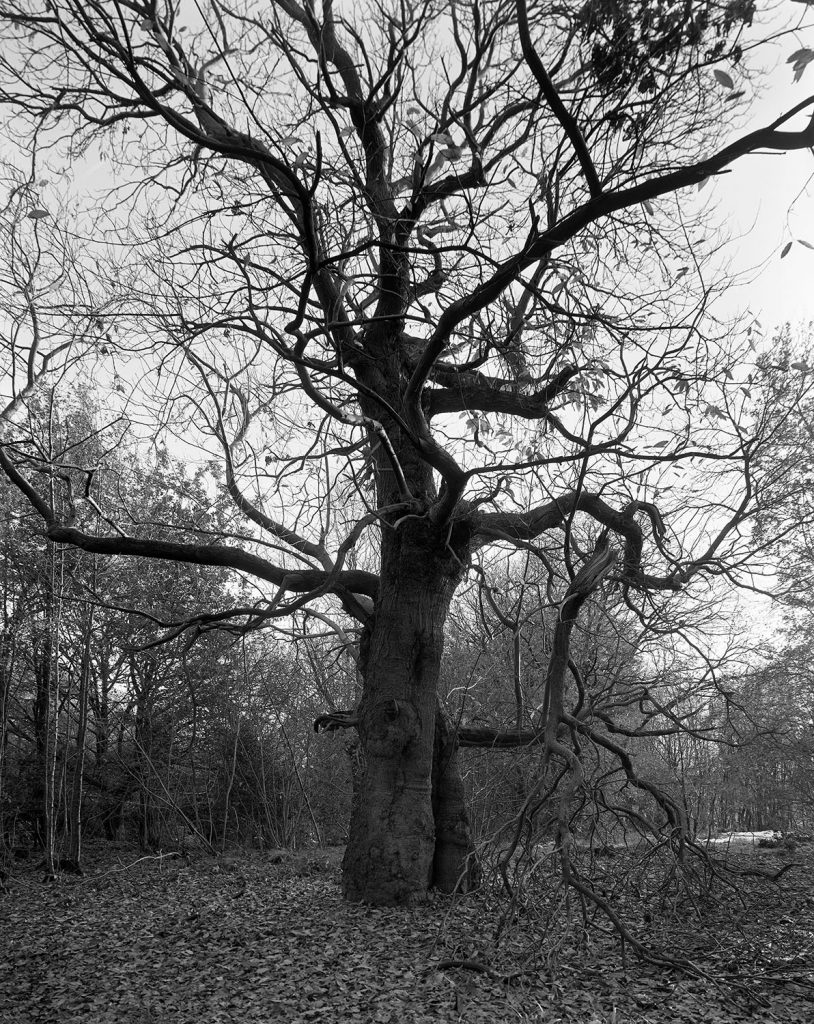 A high contrast black and white image of a sweet chestnut tree in winter. The tree stands in a clearing, with no leaves on it's twisting branches against a pale sky and other trees in the distance.