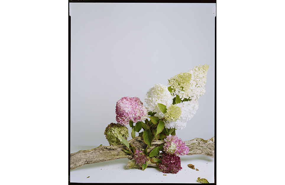 white, purple and green hydrangea flowers poking upwards from a woody stem, photographed in front of a white background.