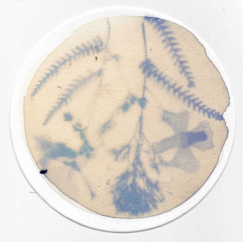 A circle shaped photogram showing blue tinted flower and leaf prints over beige or off white paper